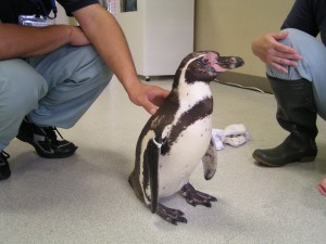 ペンギンとのふれあい体験